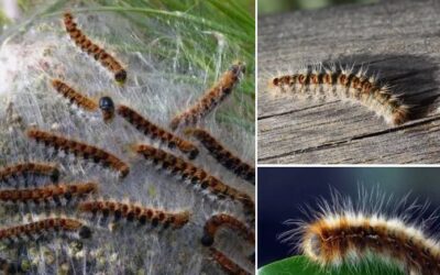 Chenille processionnaire du pin